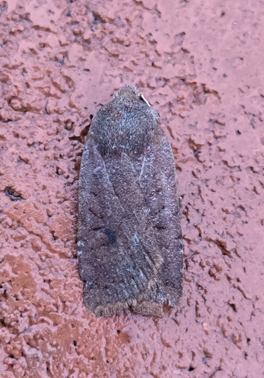 Photo of Chestnut (Conistra vaccinii)